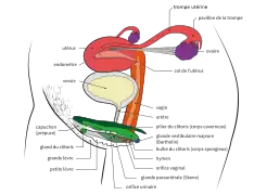 Anatomie vue en perspective.