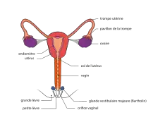 Anatomie interne, vue de face.