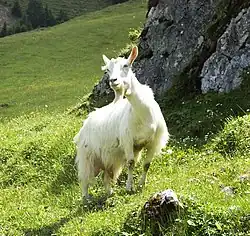Chèvre d'Appenzell
