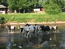 Groupe de chevaux traversant une rivière