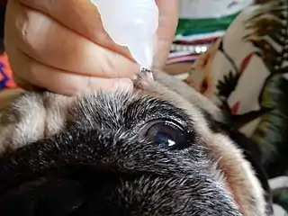 L'application d'une solution saline pour soigner les yeux d'un chien. Octobre 2019.