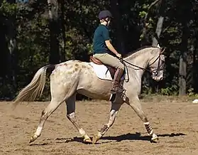 Appaloosa ou poney tacheté britannique monté