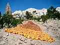 Abricots séchant sur le sol en Turquie