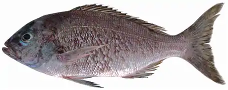 Apsilus dentatus