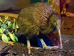 Kiwi brun de l'île du Nord