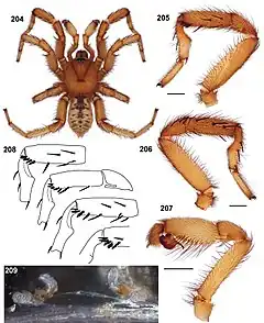 Description de l'image Aptostichus cahuilla anatomy.jpg.