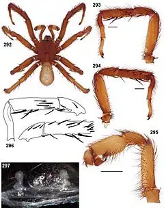 Description de l'image Aptostichus elisabethae anatomy.jpg.