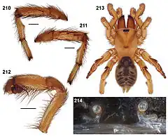 Description de l'image Aptostichus killerdana anatomy.jpg.