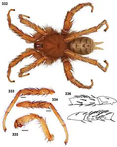 Description de l'image Aptostichus sierra 01.jpg.