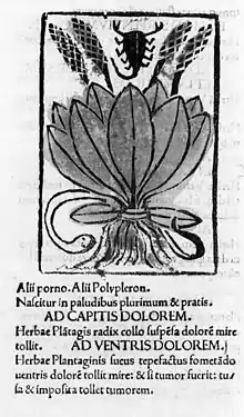 Illustration de plantain, Pseudo-Apulieus le recommande pour soigner les piqûres de scorpion et les morsures de serpent.