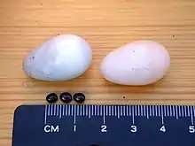 Comparaison d’œufs de Martinet noir et de pupe de Crataerina pallida.