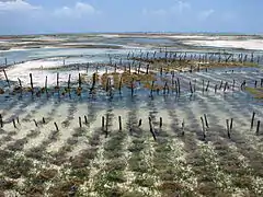 Aquaculture d'algues rouges.