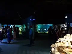 Intérieur de l’aquarium.