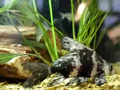 Spécimen en aquarium