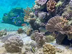 Aquarium représentant le lagon de Moorea avec ses coraux et ses poinssons