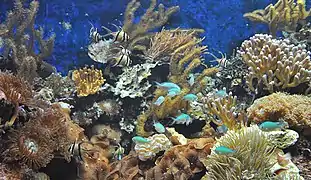 Aquarium marin