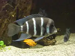 Cyphotilapia frontosa.