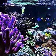 Aquarium récifal privé de 750 litres