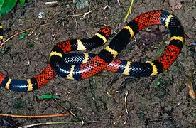 Micrurus surinamensis Serpent corail