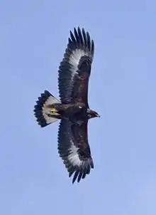 Aigle en vol vu de dessous, ailes déployées.