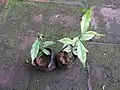 Jeunes plants