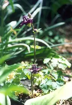 L'ancolie mauve, une espèce endémique des Alpes dinariques