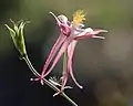 Ancolie céruléenne 'Rose Queen' au Jardin botanique Roger-Van den Hende