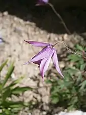 Fleur d'Aquilegia ecalcarata.