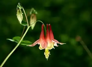 Fleur d'Aquilegia formosa.