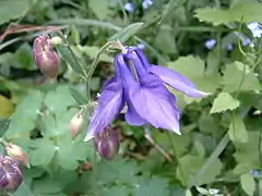 Fleur d'Ancolie commune.