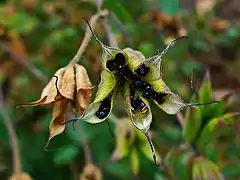 Follicules d'ancolie (Aquilegia)