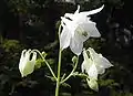 Aquilegia vulgarisforme blanche