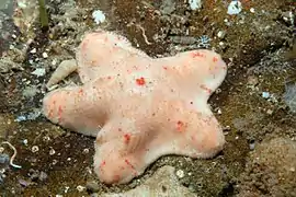 Aquilonastra scobinata en Australie (Victoria).