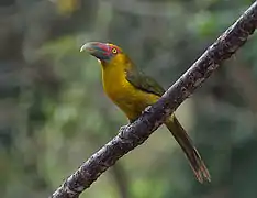 Toucan de Baillon (Pteroglossus bailloni)