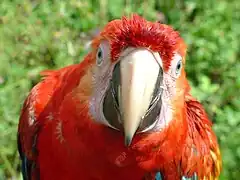 Un Ara macao en liberté près du parc national de Manú au Pérou.