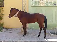 Jeune cheval roux et noir vu de profil devant une villa.