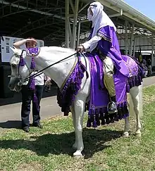 Cheval arabe à l'arrêt monté en costume traditionnel.
