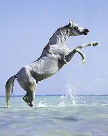 Un cheval gris se cabre dans l'eau.