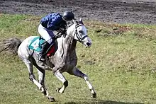 Cheval gris au galop vu de profil et monté par un jockey.