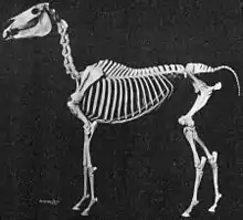 Squelette de cheval domestique de race Arabe