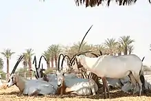 Photo de plusieurs Oryx d'Arabie dont un avec une seule corne visible