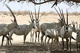 Oryx d'Arabie au Ranch de l'antilope, Israël.