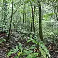 Population de Spathiphyllum humboldtii dans le sous-bois forestier d'une forêt secondaire en Montagne de Kaw (sentier des coq-de-roches, D6 Route de Kaw, Roura, Guyane)