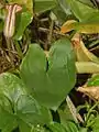 Feuille d'Arisarum vulgare.