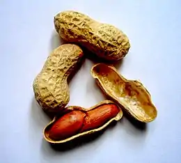 Description de l'image Arachis-hypogaea-(peanuts).jpg.