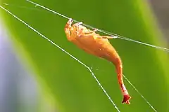 Description de l'image Arachnura higginsi.jpg.