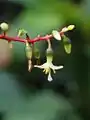 Détail de l'inflorescence