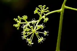 Inflorescence.