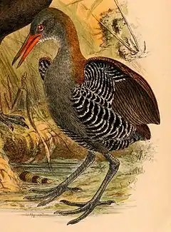 Dessin représentant un oiseau debout, tourné vers la gauche ; long bec orangé et dessus du cou roussâtre ; pattes, ventre et face gris-brun ; ailes à moitié déployées avec extérieur marron et intérieur zébré noir et blanc.