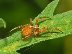 Description de l'image Araneidae - Agalenatea redii.JPG.